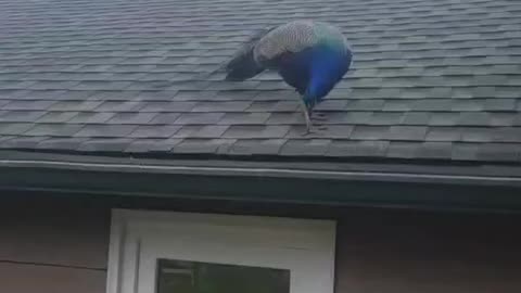 I'm a peacock you gotta let me fly
