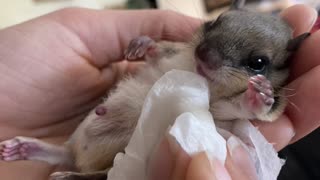Baby flying squirrel