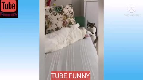 FUNNY ANIMALS compilation cats and dog