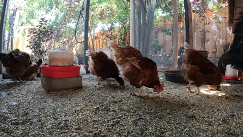Backyard Chickens Continuous Video Sounds Noises Hens Roosters!