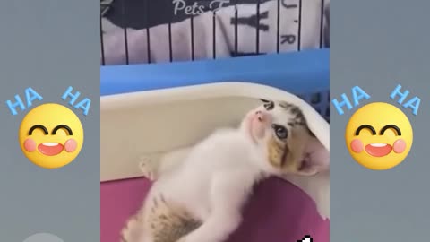 cut cats animal funny video episode-3, best funny animal videos 2023 😅