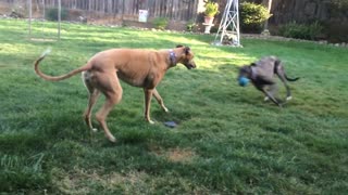 Greyhound Plays keep away with the ball