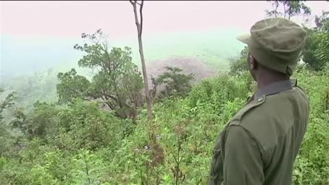 The Last Silverback Mountain Gorillas