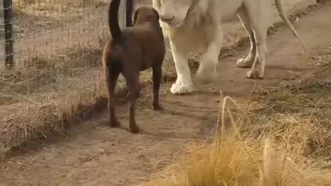 Lion vs dog