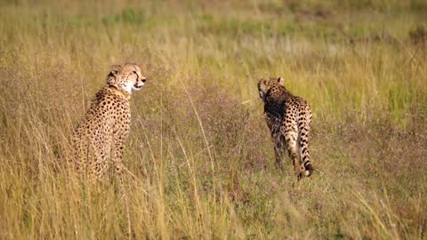 Cheetahs in the grass