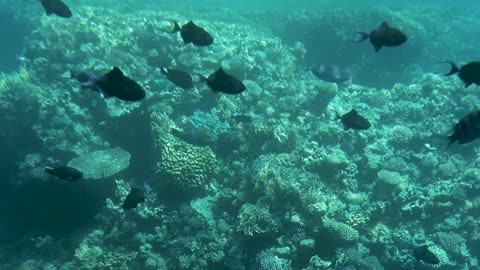 Tropical fish on coral reefs