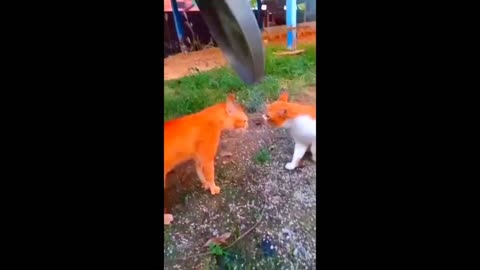 From Zero to Hilarious | New Funny Dogs and Cats Videos - Viral Animal Laughs 2023 😹🐶😆 #2