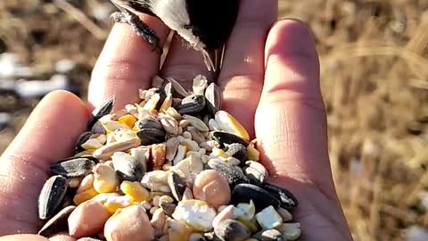 The Bird eating nuts.