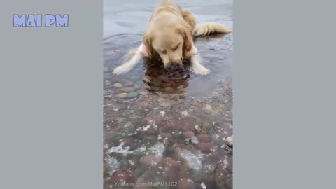 🤣Funny Dog Videos 2021🤣 🐶 It's time to LAUGH with Dog's life