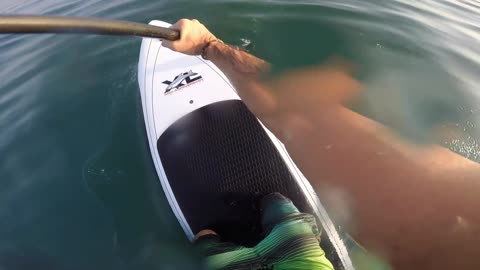 Shark attacks man on SUP!