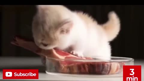 Funny Cats Compilation /Best ever #1