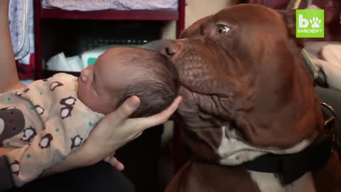 Giant_Pit_Bull_Hulk___The_Newborn_Baby___DOG_DYNASTY.mp4