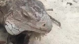 Iguanas coming at you!