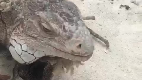 Iguanas coming at you!