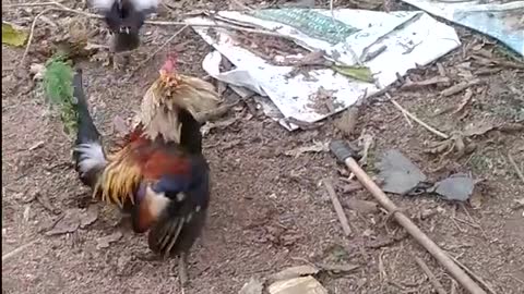 Just for a laugh rooster and but fight