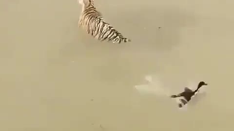 Clever duck tricks tiger