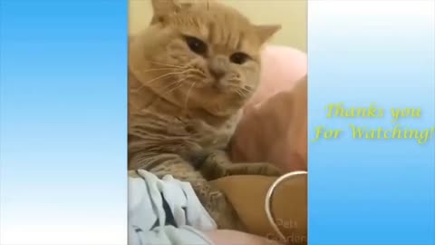 funny animals and funny moments