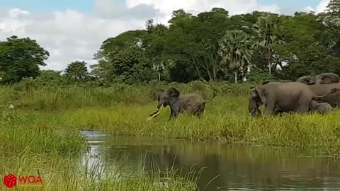 Elephant Saves Baby Elephant