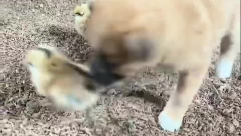 Dogs bully chickens