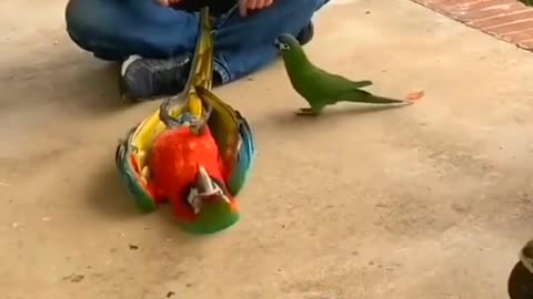 Funny parrot