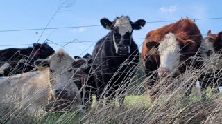 CRAZY ABOUT COWS! FOLLOW THE HERD IN CADIZ, KY!