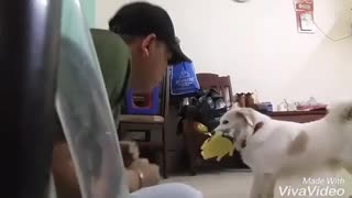 boxing practice with punching dog