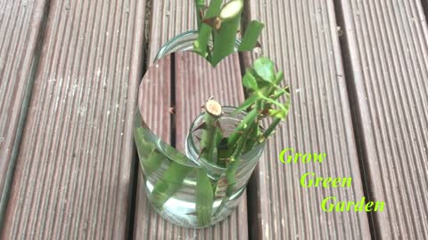 How to grow rose cuttings in water