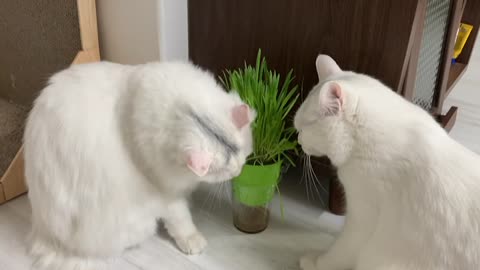 Video of the cat brothers eating grass