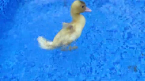 Baby monkey bon bon playing at the pool with puppy and duckling in the garden