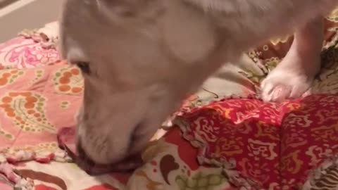 Dog attempts to bury bone on bed