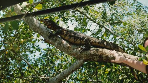 Giant wild Goanna monitor lizard climbing up sunny tree branch