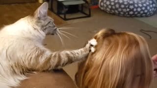 Cat Helps Comb Hair