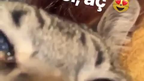 Cat Funny Sound While Eating