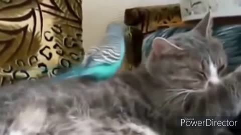 #babycat #funnycats #aww Baby Cats - Cute and Funny Cat Videos