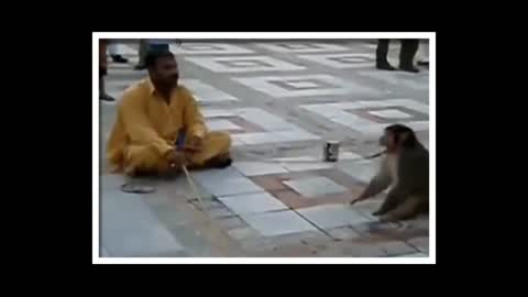 Try not to Laugh | Beware of this naughty monkey