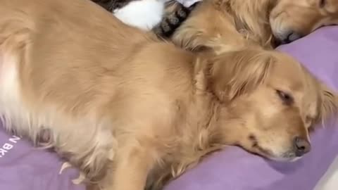 A cat sleeps between dogs and a beautiful family