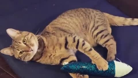 best Funny Cat Trying To Eat Toy Fish Minute_With_Cats