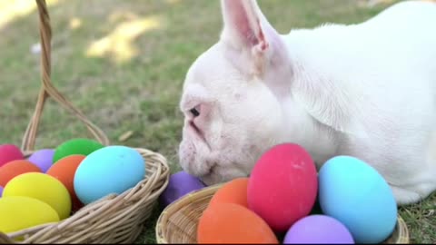 rumble/ French Bulldog Eat Easter 🐣 😋 egg 🥚