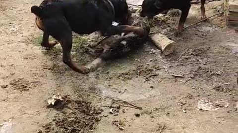 Rottweiler VS Indian Pariah Dog Fight