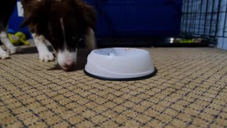 A Pet Dog Eating On Its Dish