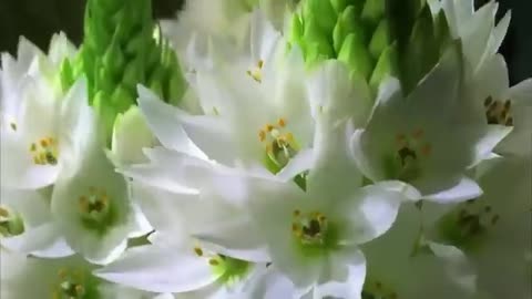 Beautiful Flower / Nature Whatsapp Status Video 💕💕