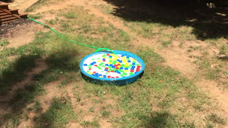 Husky Ball Pit FAIL!?