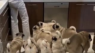 Feeding a Horde of Adorable Pugs
