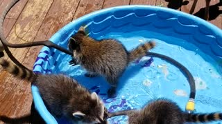 Pool Party for Animal Pals