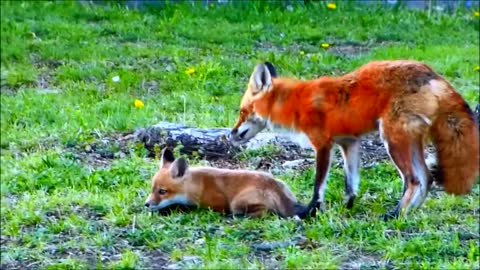 Cute Baby Foxes with Mom
