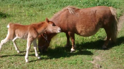 "Scarlet" newborn baby miniature horse's 1st day