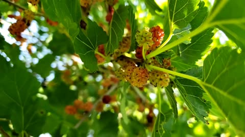 Unripe and ripe Mulberry fruits in Mulberry tree 2024