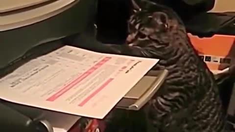 This cat is so stupid! If you get the paper, you will fall down.