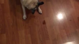 Dog trying to catch food but misses