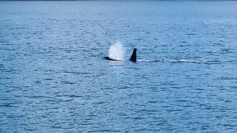 Orca Whale Spectacle: Prince William Sound Glacier Cruises from Valdez, Alaska